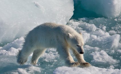 Белые Медведи на Северном Полюсе