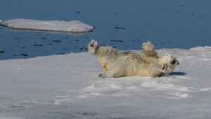 Белый медведь в Северном Ледовитом океане между Землей Франца-Иосифа и Северным полюсом