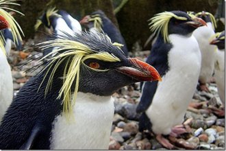 хохлатые пингвины