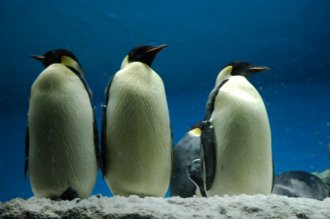 императорские пингвины