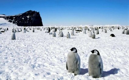 Пингвины на Северном Полюсе