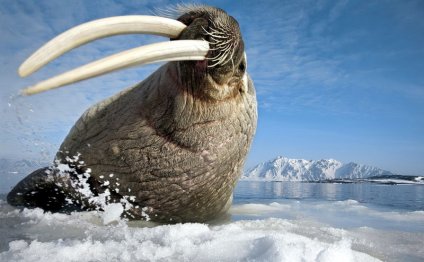 Животные Северного Полюса Картинки