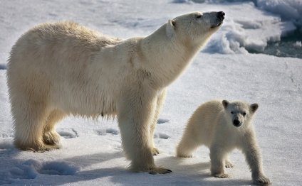 Животные Северного Полюса