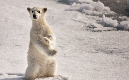 Животные на Северном Полюсе