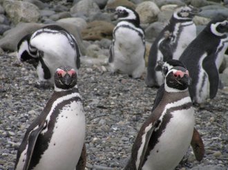 ослиные пингвины
