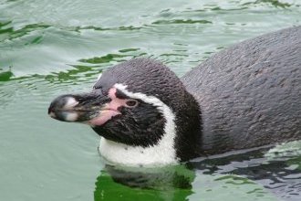 пингвин в воде