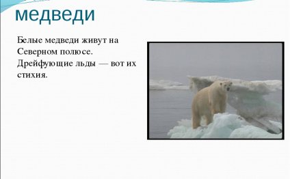 Белые Медведи Живут на Северном Полюсе