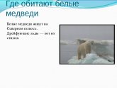Белые Медведи Живут на Северном Полюсе