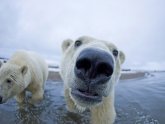 Северный Полюс Животные