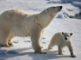 Животные Северного Полюса