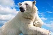 Увидеть белого медведя в Арктике - недешевое удовольствие. // istockphoto.com