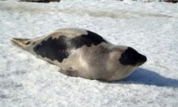 животные арктики: гренландский тюлень
