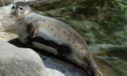 животные арктики: обыкновенный тюлень